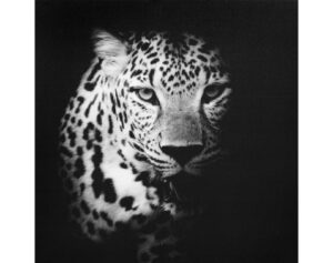 Obraz na plátne Leopard